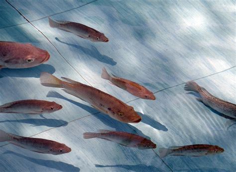 20+ Free Tilapia & Fish Images .